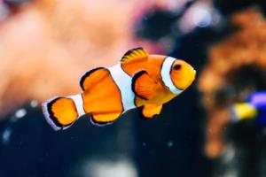 足球波胆怎么看盘，赔率分析与投注策略足球波胆怎么看盘